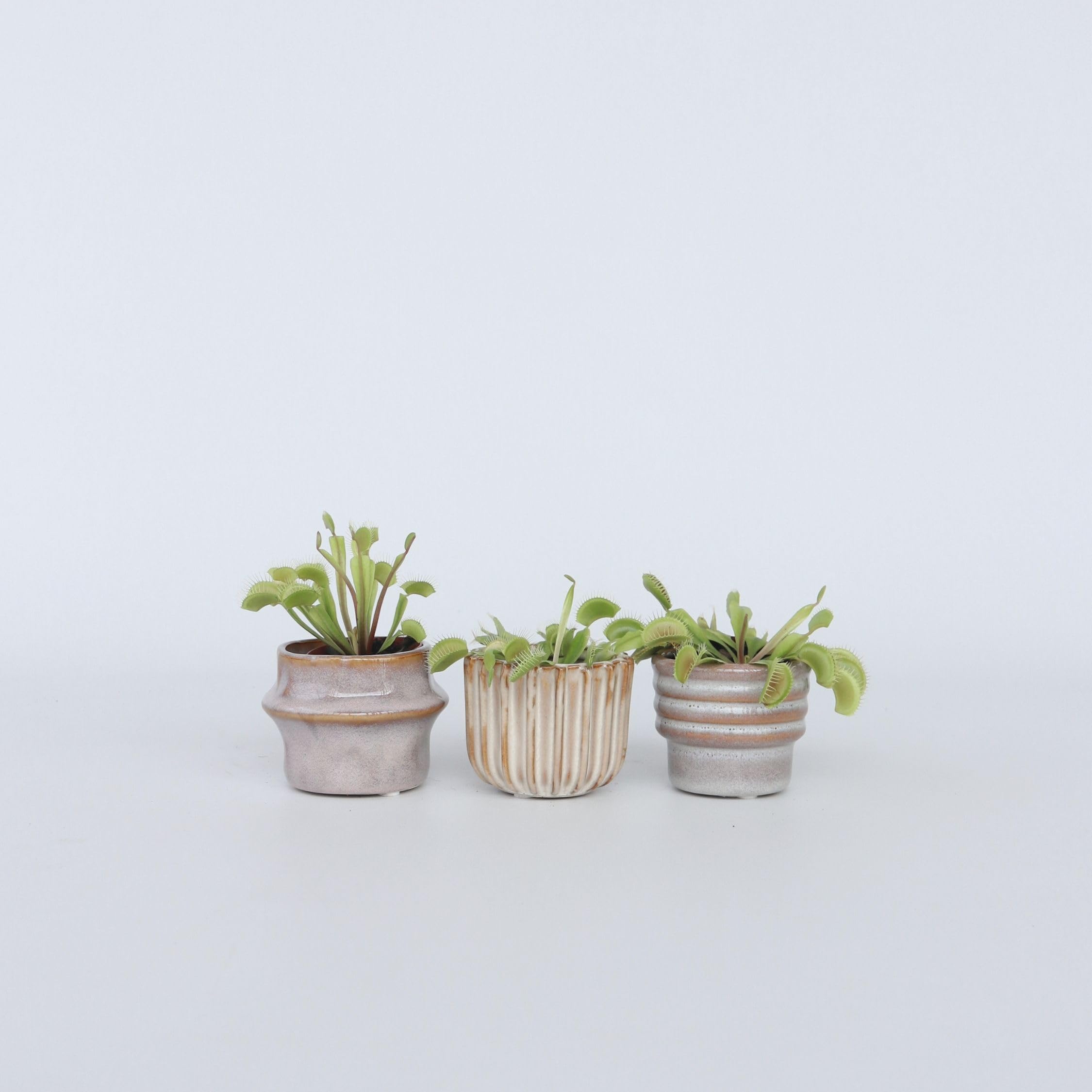Dionaea Muscipula Venusfliegenfalle Set von 3 Fleischfressende Pflanze Topf 5,5 cm Höhe 5-10 cm
