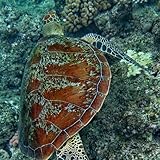 Photo Gallery great barrier riff