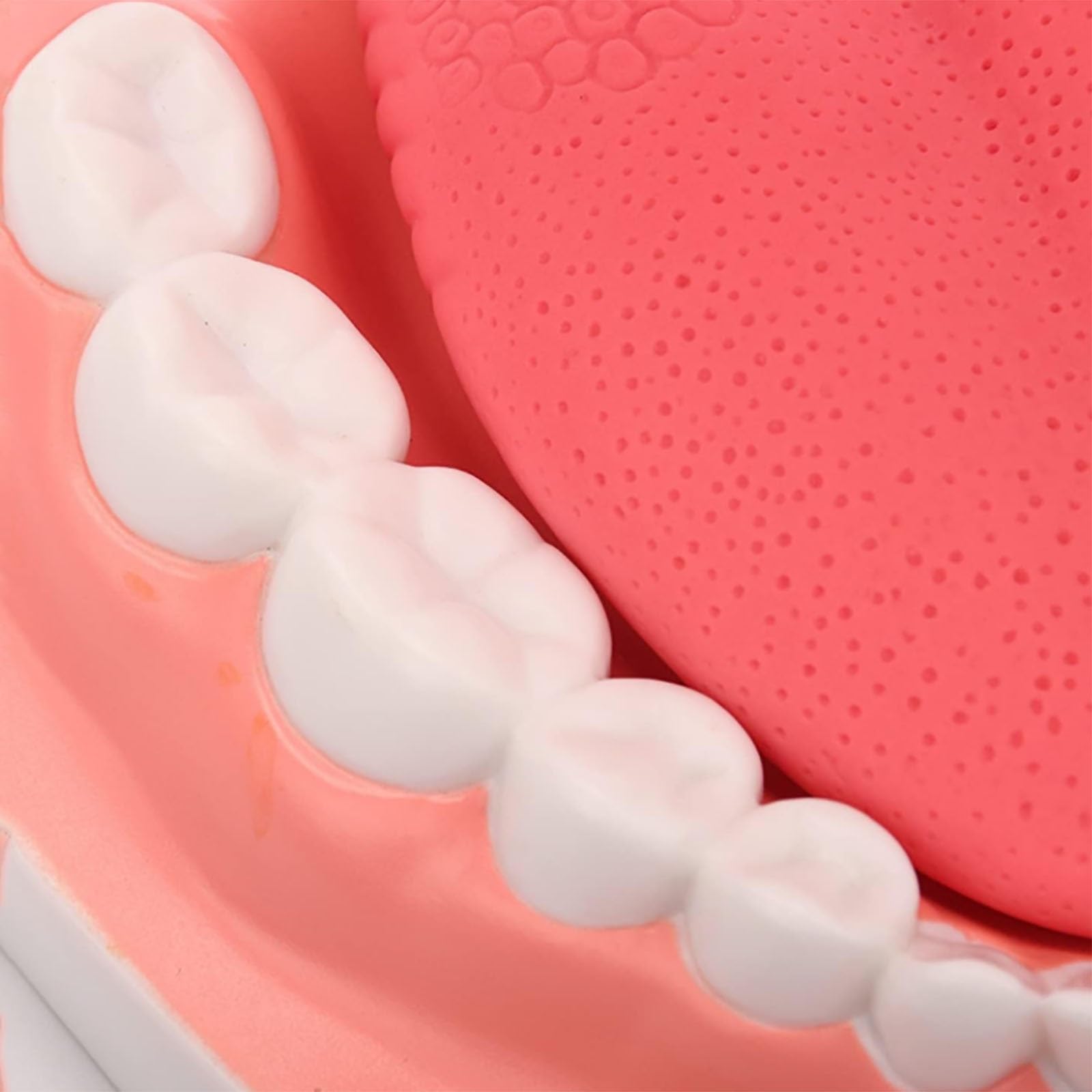 Dental-Demonstration, 6-Fach vergrößertes Zahnmodell mit Abnehmbarer Zungenbürste für Kinder und zahnärztliches Mundpflege-Lehrmodell