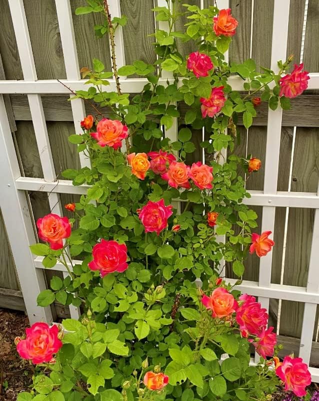 30 semillas de rosas trepadoras de Joseph's Coats, semillas de rosas para plantar, arbustos de rosas, arbustos de flores, adorno perenne para jardín