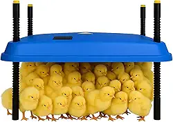 Chocadeira ajustável de 40 x 40 cm para pintinhos, proporcionando aquecimento constante e eficiente. Seguro, economiza energia, fácil de montar e limpar. Perfeito para chocar frango (azul)