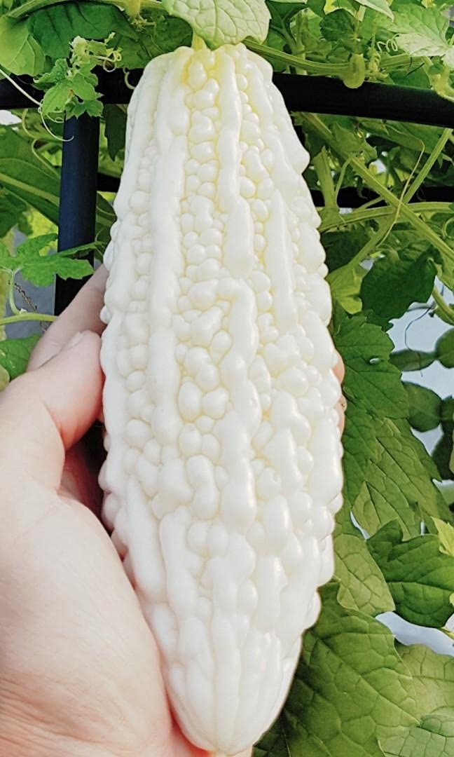 Golden Hills Farm Hybrid Bitter Gourd White Long High Yield 40+ Seeds (B095PNSPBT) Amazon Price History, Amazon Price Tracker