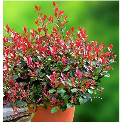 GrowOn Shrubs Photinia 'Little Red Robin' Evergreen Cover
