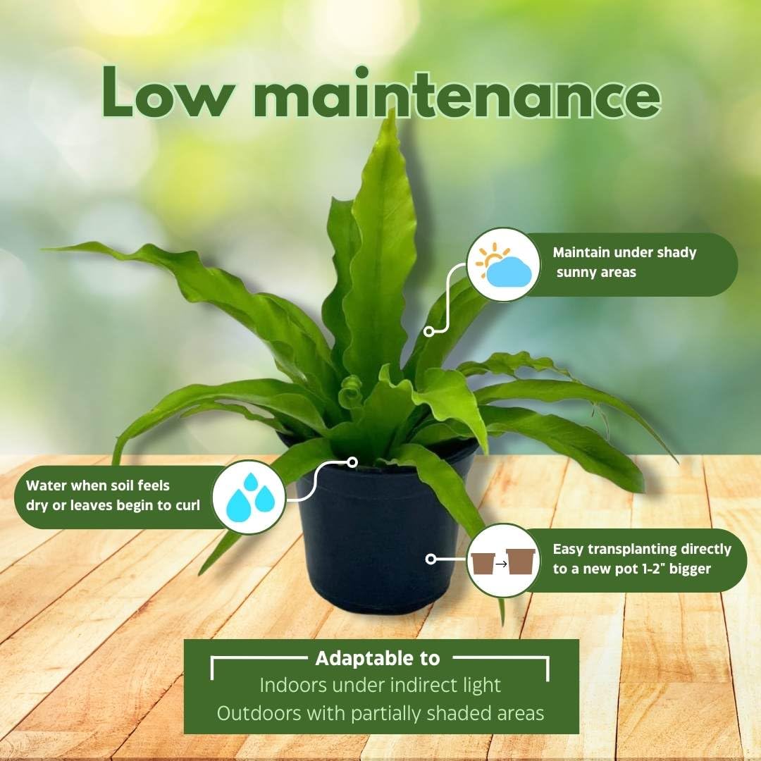 BubbleBlooms Bird's Nest Fern, Crissie, Asplenium antiquum, epiphytic