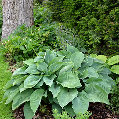 Perfect Plants Halcyon Hosta Shrub 1 Gallon | Live Shrubs For Outdoor Planting | Perennial Foliage Comes Back Every Year | Gorgeous Blue Green Leaves With Spring Flowers #TOP3