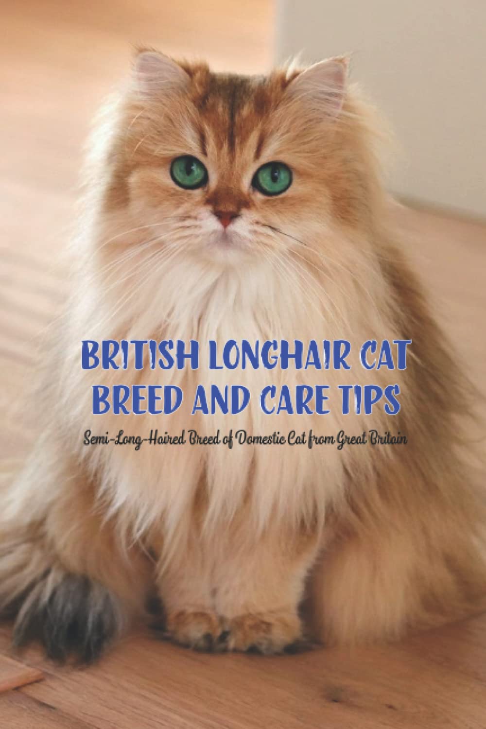 British Longhair Cat Breed and Care Tips: Semi-Long-Haired Breed of Domestic Cat from Great Britain: British Longhair Cat