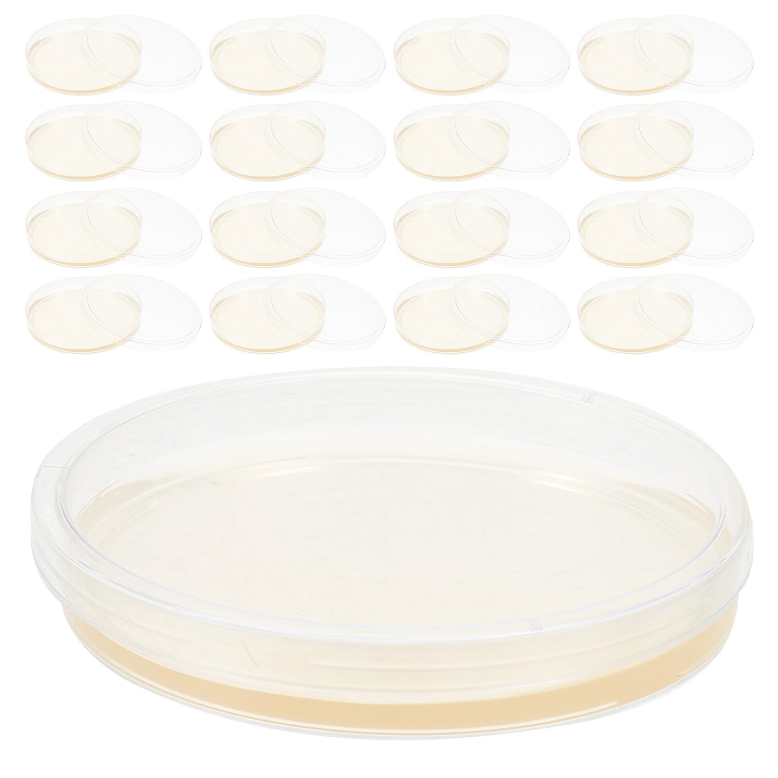 20 Placas de Petri de Agar Nutritivo Prevertido Redondas de 9 Cm para Experimentos Científicos y Proyectos de Laboratorio Tapa y Nutrición Constante