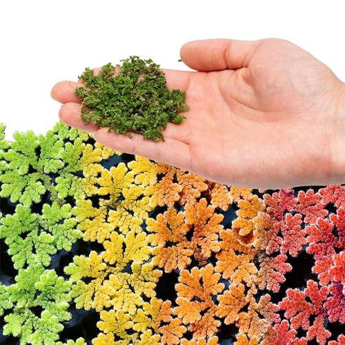 SubstrateSource Live Plants - Azolla Caroliniana Mosquito Fern Floating Aquarium Plant Green Floating Plant for Freshwater Aquariums Ponds - 1 Cup