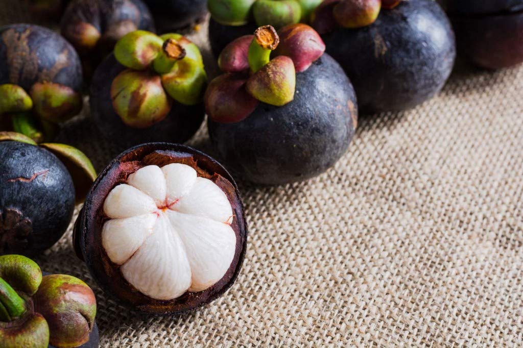 OhhSome Live Fruit Plants Mangosteen Tree E x pensive E x otic Garden Plant(1 Healthy Live Plant) (B09N97DN95) Amazon Price History, Amazon Price Tracker