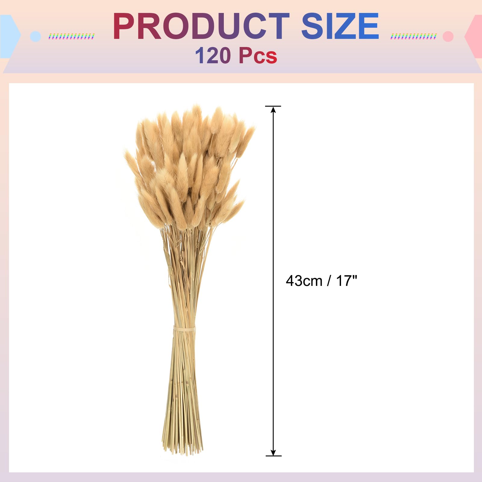 Lagurus Séchés, Fleurs Séchées De Lagurus, Herbe De Lagurus Naturelle L30-70cm 45g