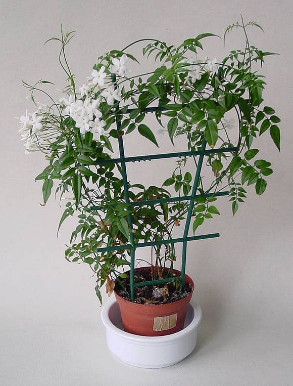 MVKR Live Chameli Jasmine White Colour Flower Plant I (B09SX11766) Amazon Price History, Amazon Price Tracker