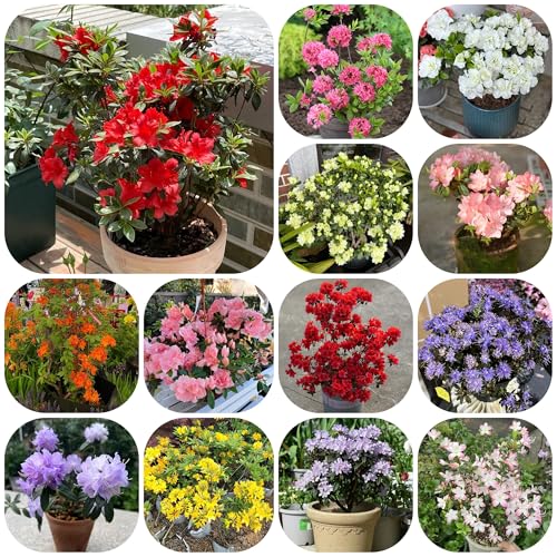 semi di azalea rododendro, resistenti vero, arbusti resistenti, appartamento acquistare, interno arbusti, biologici, 100pcs