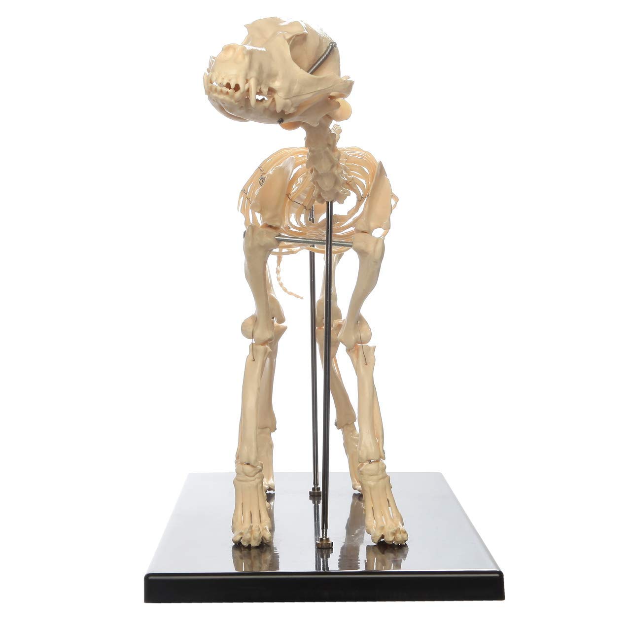 Model szkieletu psa wzór okaz szkielet pies bardzo duży, model nauczania anatomii zwierząt, narzędzie demonstracyjne weterynaryjne nauczanie biologii człowieka model nauczania l