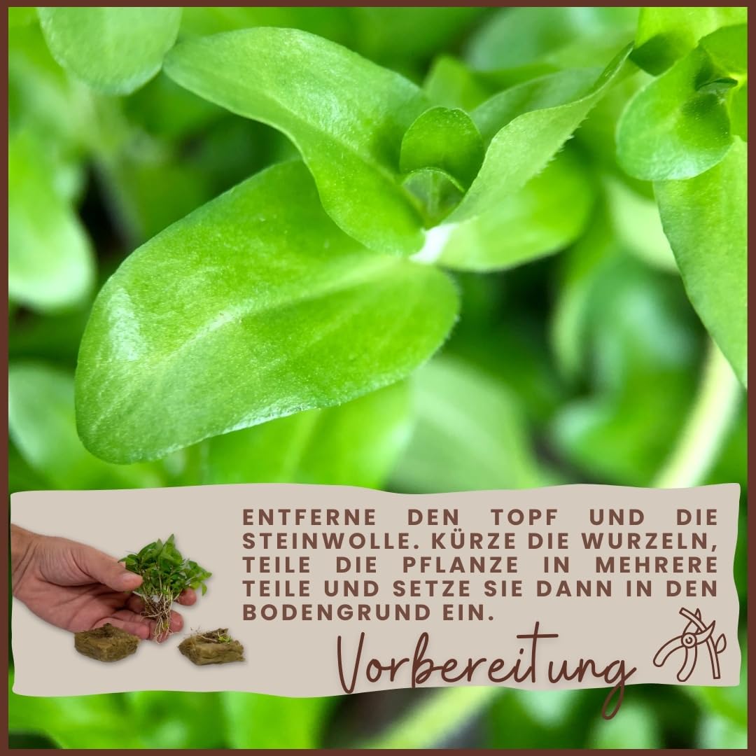 AquaOne Aquarium Pflanze 3 Stück Alternanthera reineckii 'Pink' I Wasserpflanze Aquariumpflanze Stängelpflanze voll durchwurzelt einfach pflegeleicht Aquascaping Dekoration