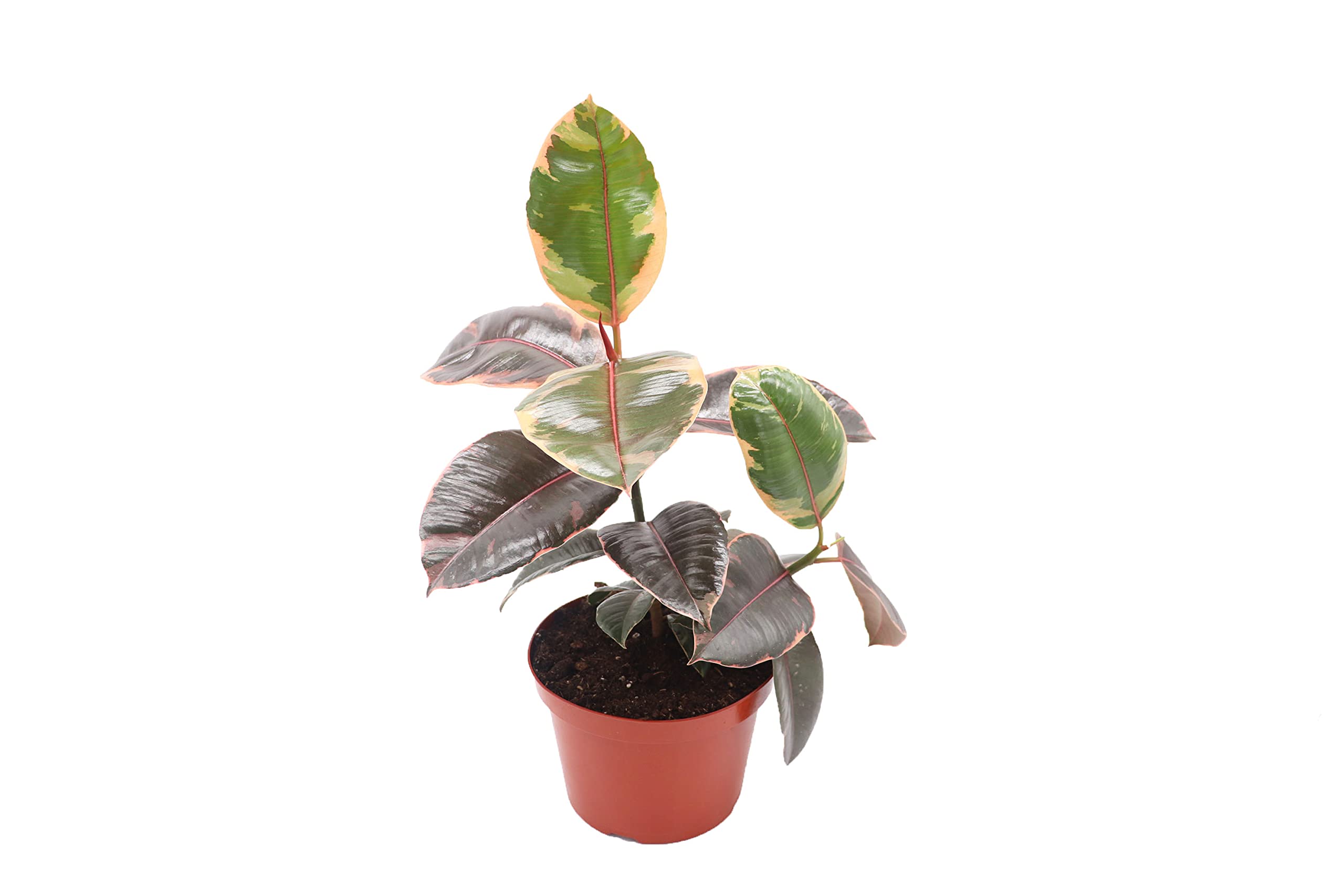 Ruby Rubber Tree - 8’’ from California Tropicals