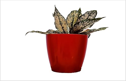 Maceta de jardín para interior y exterior decoración del hogar jardín y balcón Met Magenta_1