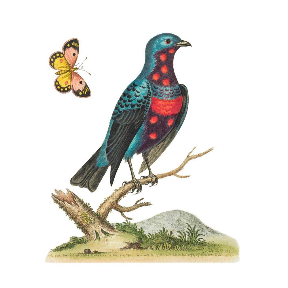 Wee Blue Coo Bird Blue Spotted Art Print Poster Wall Decor 12X16 Inch