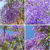 110+ Jacaranda Tree Seeds for Planting – Exotic Purple Blue Blooming Ornamental Tree, Fast Growing, Drought Tolerant, Ideal for Outdoor Gardens, Landscapes & Bonsai, Easy Growing Non-GMO