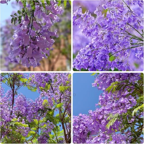 110+ Jacaranda Tree Seeds for Planting – Exotic Purple Blue Blooming Ornamental Tree, Fast Growing, Drought Tolerant, Ideal for Outdoor Gardens, Landscapes & Bonsai, Easy Growing Non-GMO
