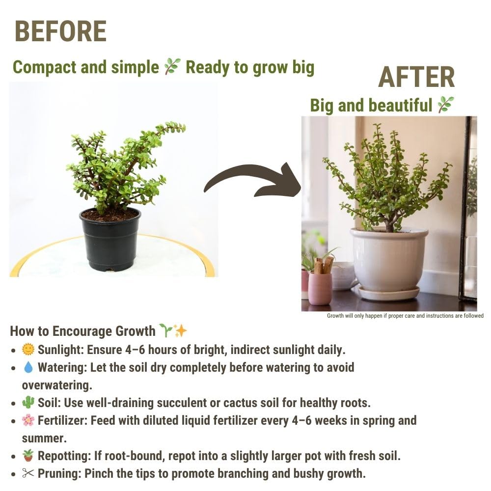 Nayra Live Button Jade Plant Indoor Plant with Black nursery Pot |Small Plant With Pot - Image 6 thumbnail