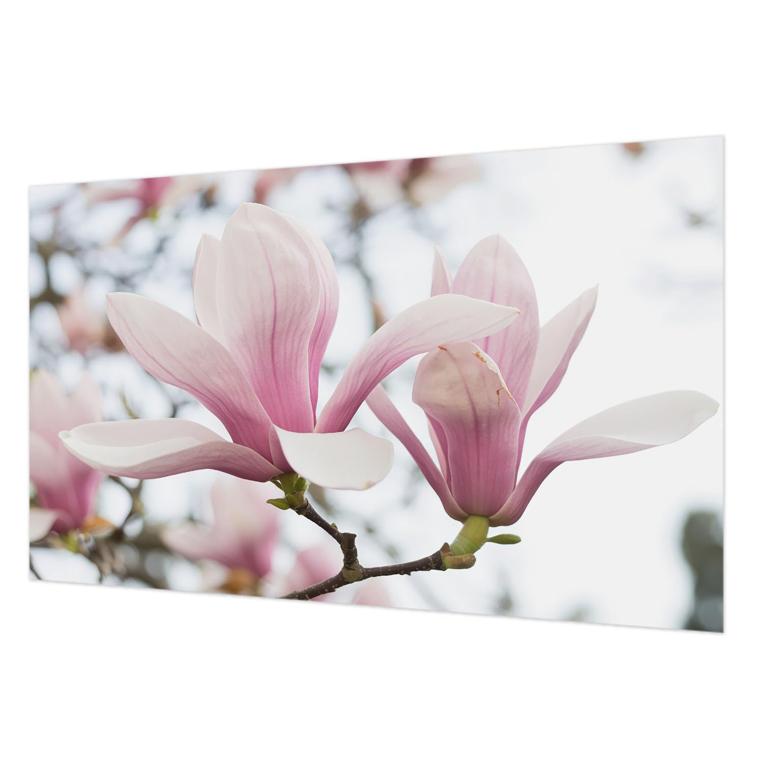 Papier peint intissé fleurs de magnolia 416x254 cm décoration intérieure salon