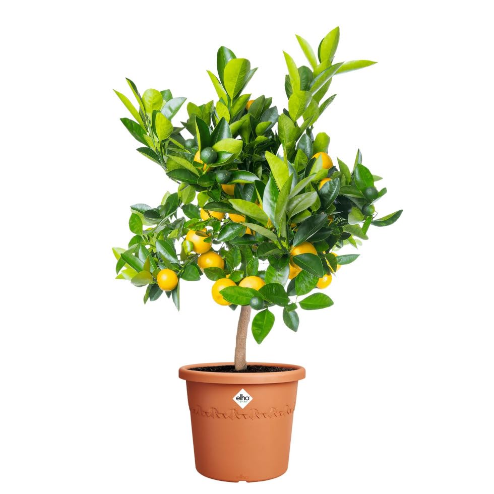 elho Algarve Cilindro 35 cm – Großer Blumentopf für den Außenbereich – Pflanzgefäße – 100% recycelter Kunststoff - Braun/Terra