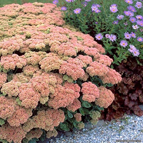 Sedum Autumn Joy perenni Piante - Ground Cover Molla di Trasporto
