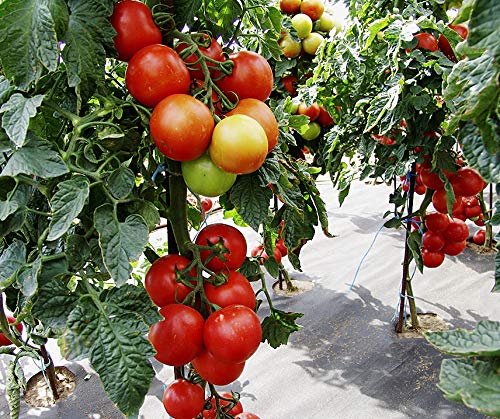 Tomatensamen Ateron F1 – Ertragreiche Salattomate Für Gewächshaus & Freiland, 20 Korn Pro Portion, Resistent Gegen Krankheiten