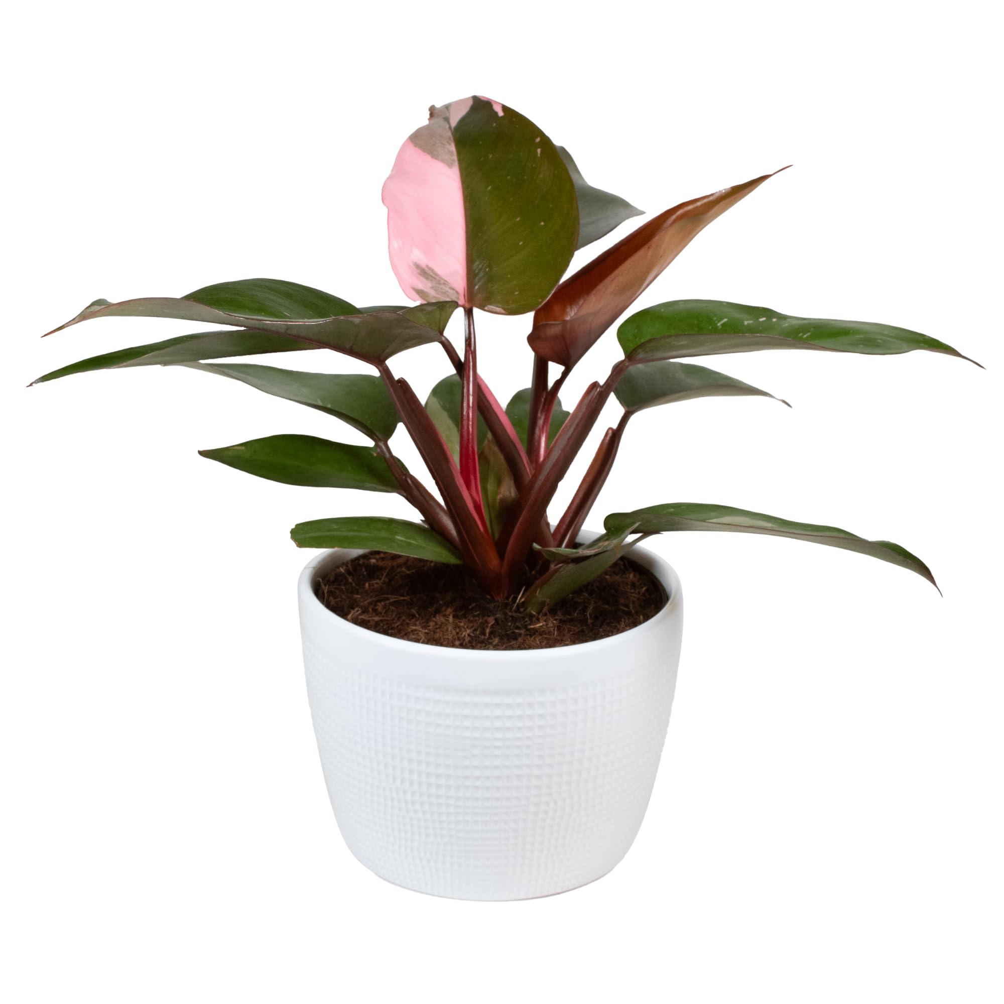 Pink Princess Philodendron Care: Growth, Propagation, Color Tips