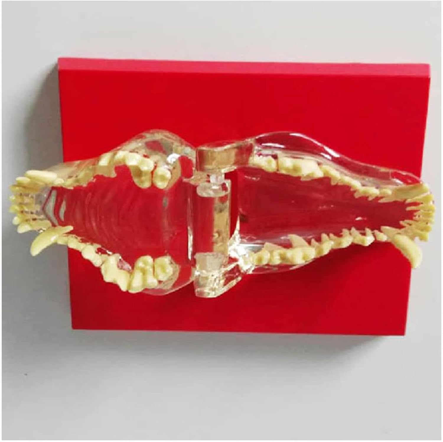 Przezroczysty model uzębienia psa, model zębów dentystycznych psa, przezroczysty model dentystyczny psa, anatomia ciała zwierzęcego, replika zębów szczęki psa do biura weterynaryjnego, narzędzie