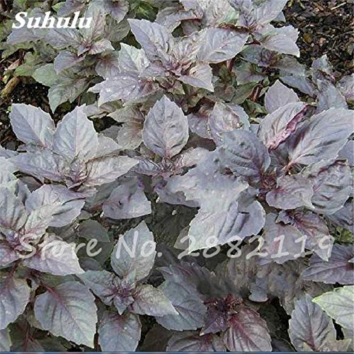 Semi Di Basilico Violetto Biologico - Ocimum Basilicum, Circa 220 Semi, Non Ibridi - Foto 6