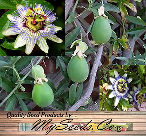 Big Pack - Passionfruit or Passion Fruit, Blue Passiflora caerulea Seeds - Non-GMO Seeds (Passionfruit (400 Seeds))