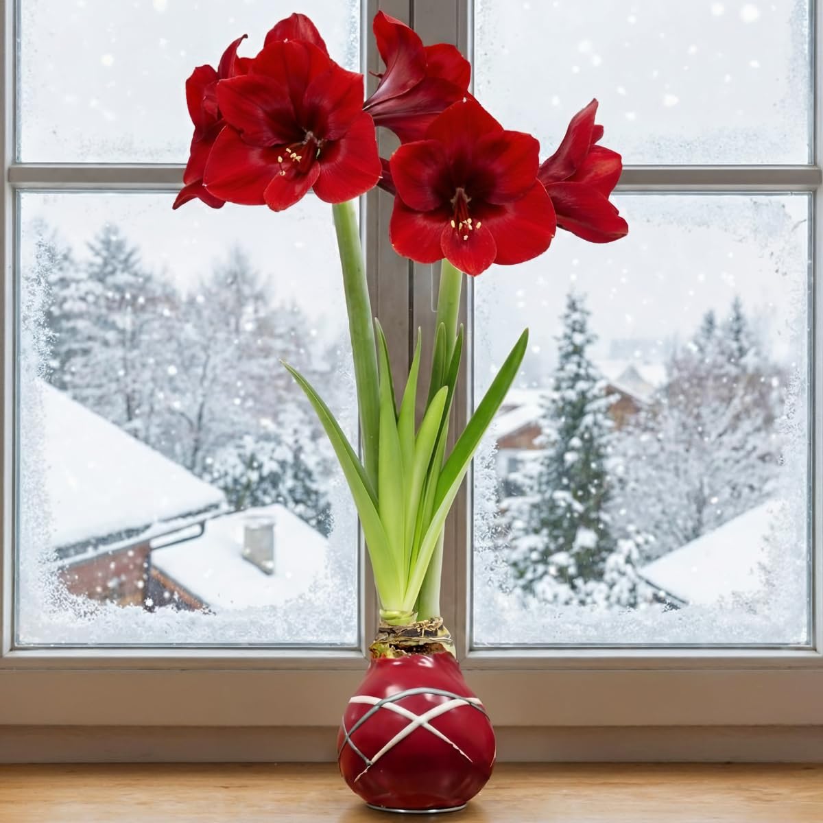 Bulbi di Amaryllis Cera Rosso Striato - 2 Bulbo da Fiore