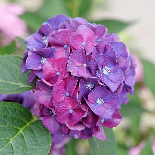 Wee Bit Grumpy Bigleaf Hydrangea - Maceta de 4" - Ganadores probados