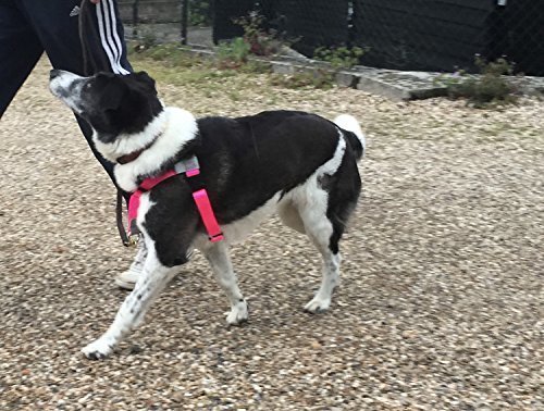 Arnés antitirones, para adiestramiento, color rojo