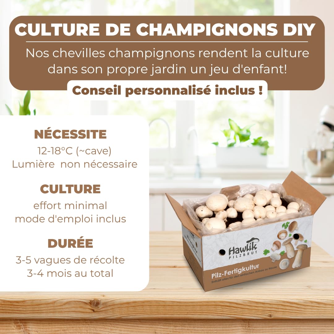 Hawlik Kit Champignons de Paris - Lot de 2 Cultures - Blancs et Bruns