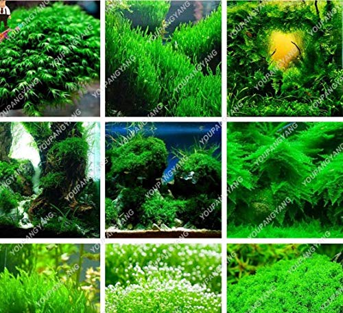 Water Grass Aquatic Plant seeds aquarium plants seeds
