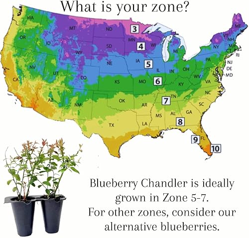 Miniatura 6 de Blueberry Plant Chandler Live a la venta (paquete de 4)  Plantas fáciles de cultivar  Planta frutal comestible para una vida sostenible  Cultiva tu
