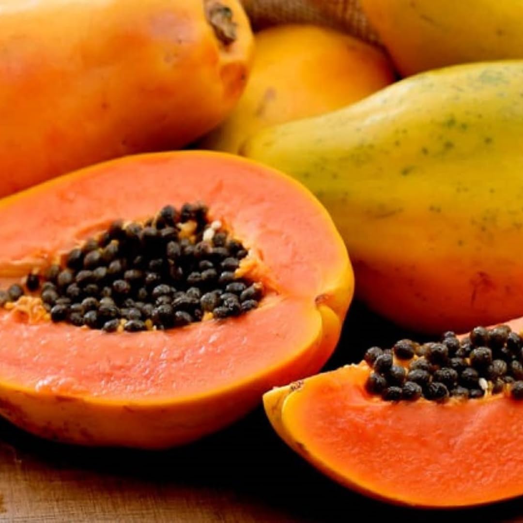 Papaya Tree Live Plant for Planting Outdoors, 8 to 9 Inch Tall, Papaya Plants Live,Papaya Live Plant, Live Papaya Tree