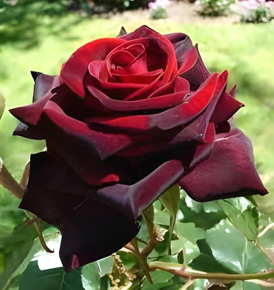 Image of Most Wonderful 1Healthy Flower Dark Red Rose Plant tree |Without Pot| For Beautiful Home Garden outdoor & indoor flower plant.