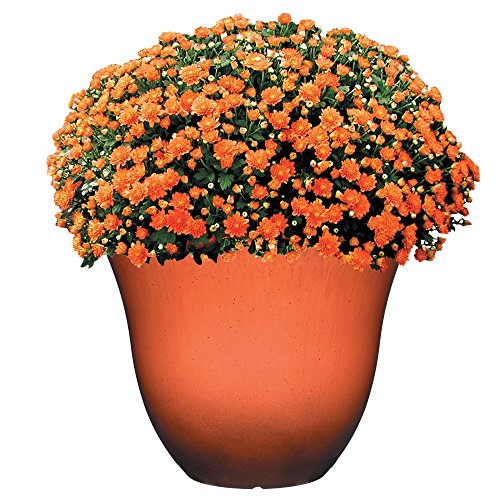 Classic Home & Garden Resin Flower Pot Planter, 13\" | Orange Ember | Pack of 3 | Honeysuckle Design