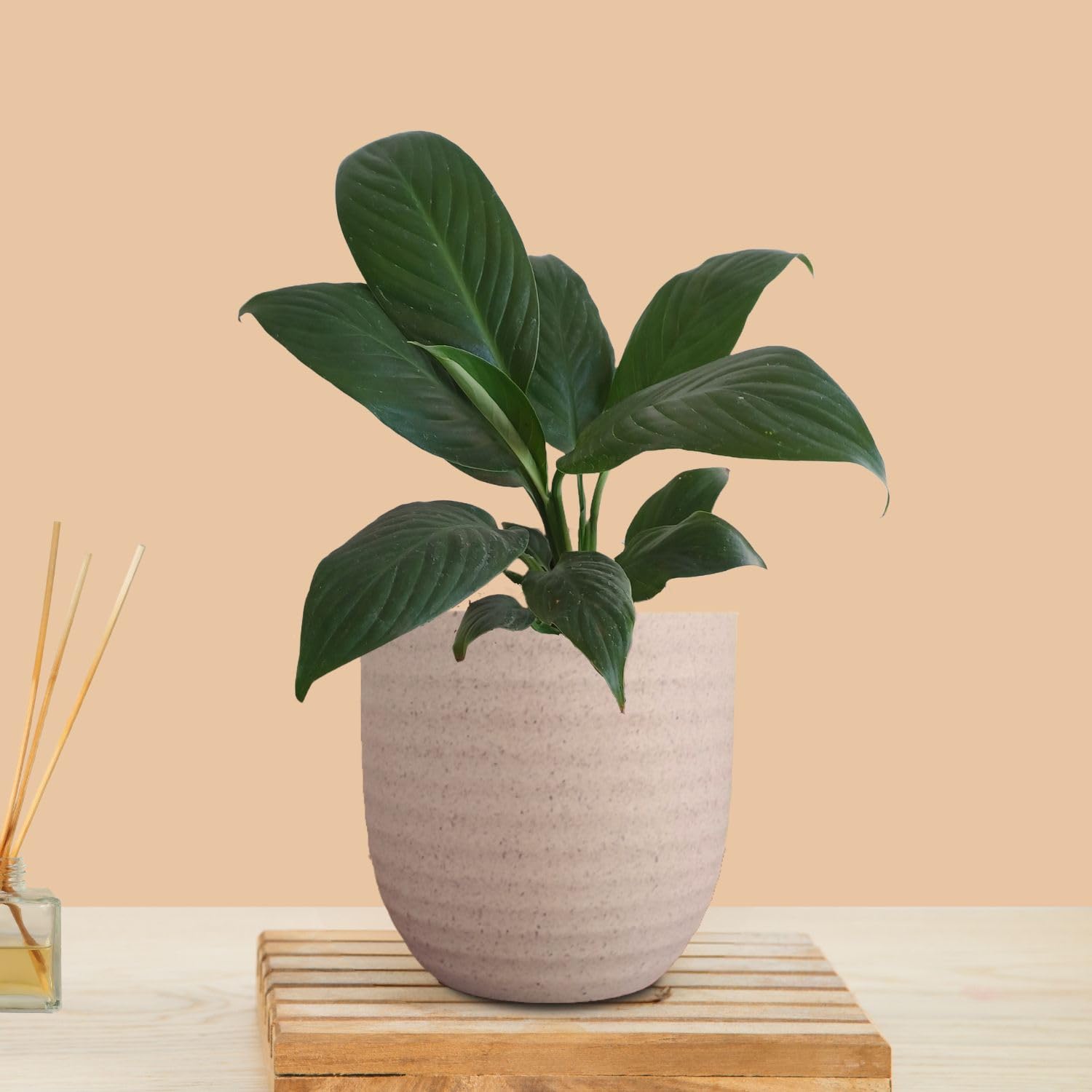Greenkin Peace Lily Plant in Eco Pot | Live Plants | Indoor Plants for Living Room | Small Plants for Home Decor | Air purifying Indoor Plants (Beige) (B0CY9CS7JG) Amazon Price History, Amazon Price Tracker