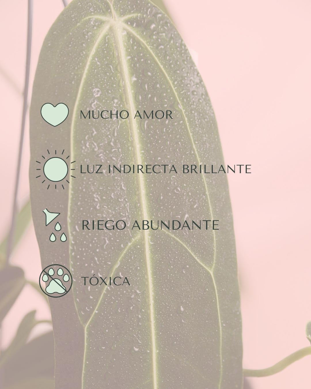 Anthurium Warocqueanum | Plantas Naturales Interior | Pur Plant