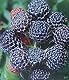Himbeerstrauch Pille Baumschulen 3er Set – Exotische schwarze Himbeeren