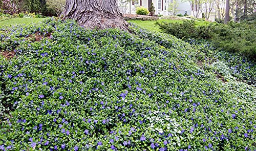 Bowles Myrtle - Vinca Minor - Hardy Groundcover - 48 Plants - 1 3/4" Pots