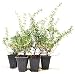 9Greenbox Tuscan Blue Rosemary Plant, 4 Pound (Pack of 6)
