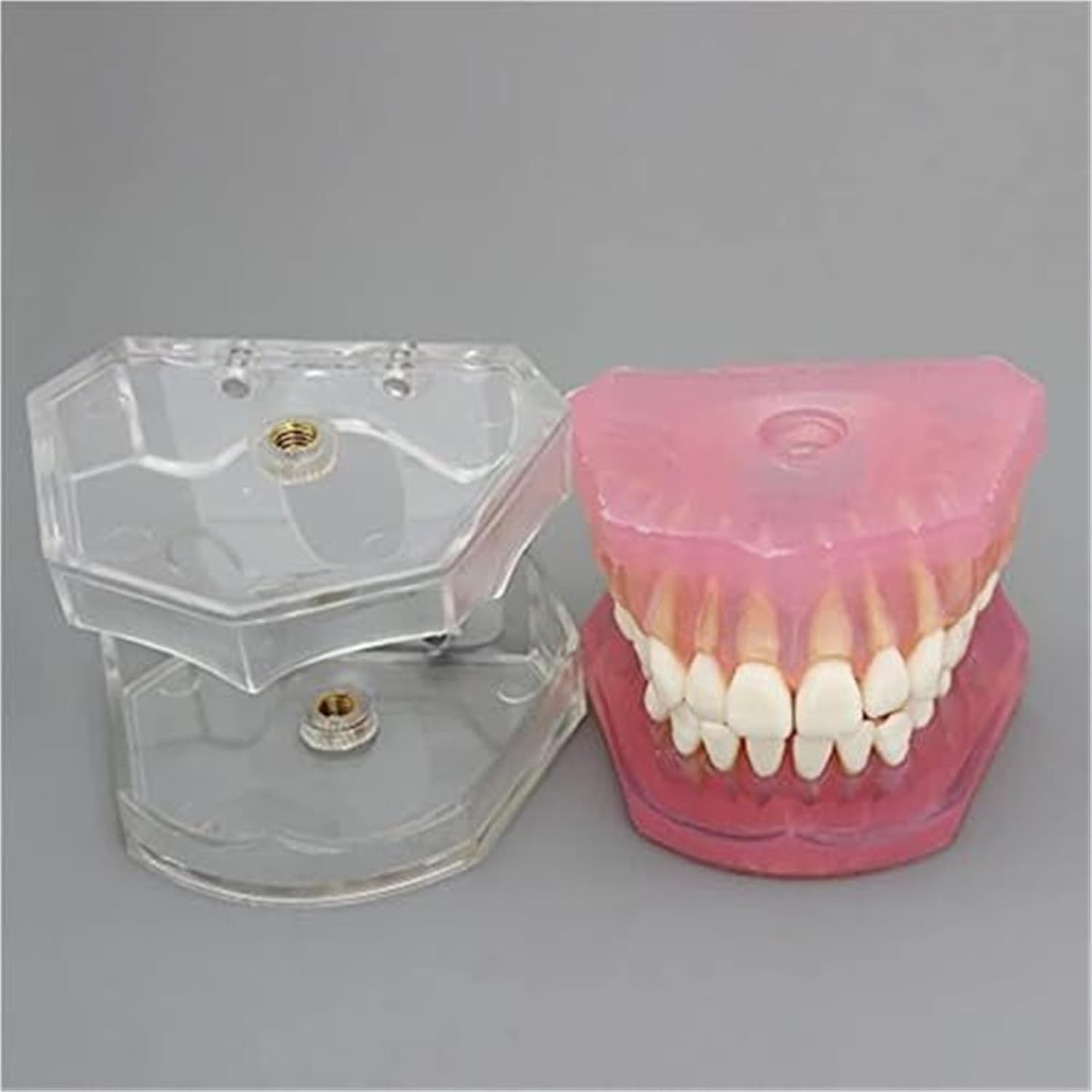 Detachable Tooth Model Standard Full Mouth Soft Rubber Adult Teaching Model