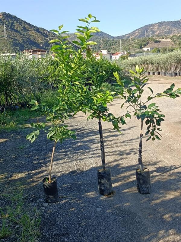 Gelber Grapefruitbaum Citrus paradisi 140-180 cm – Exotische Zitruspflanze für Garten & Terrasse