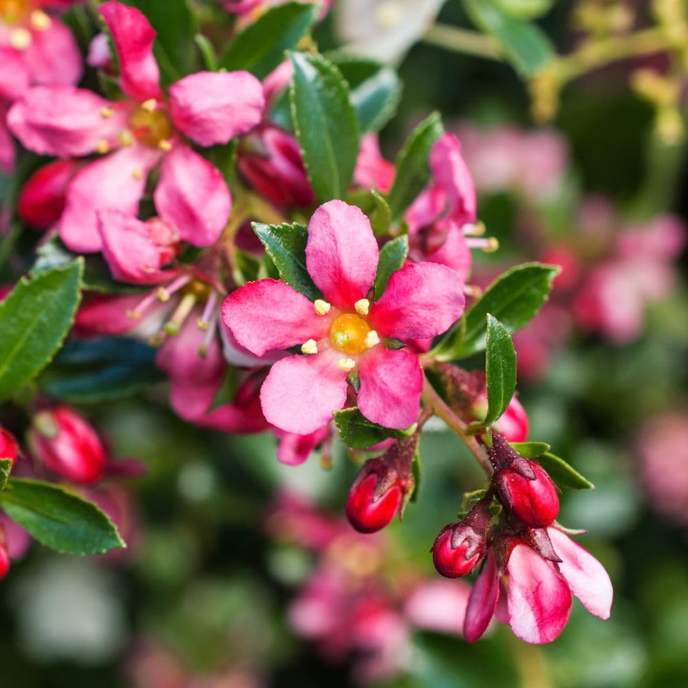 Escallonia 'Red Dream' – Hardy Evergreen Flowering Shrub, Red-Pink Flowers, Bee Friendly, Low Maintenance, Ideal for Hedging & Ground Cover - 9cm Pot x1 by Thompson and Morgan