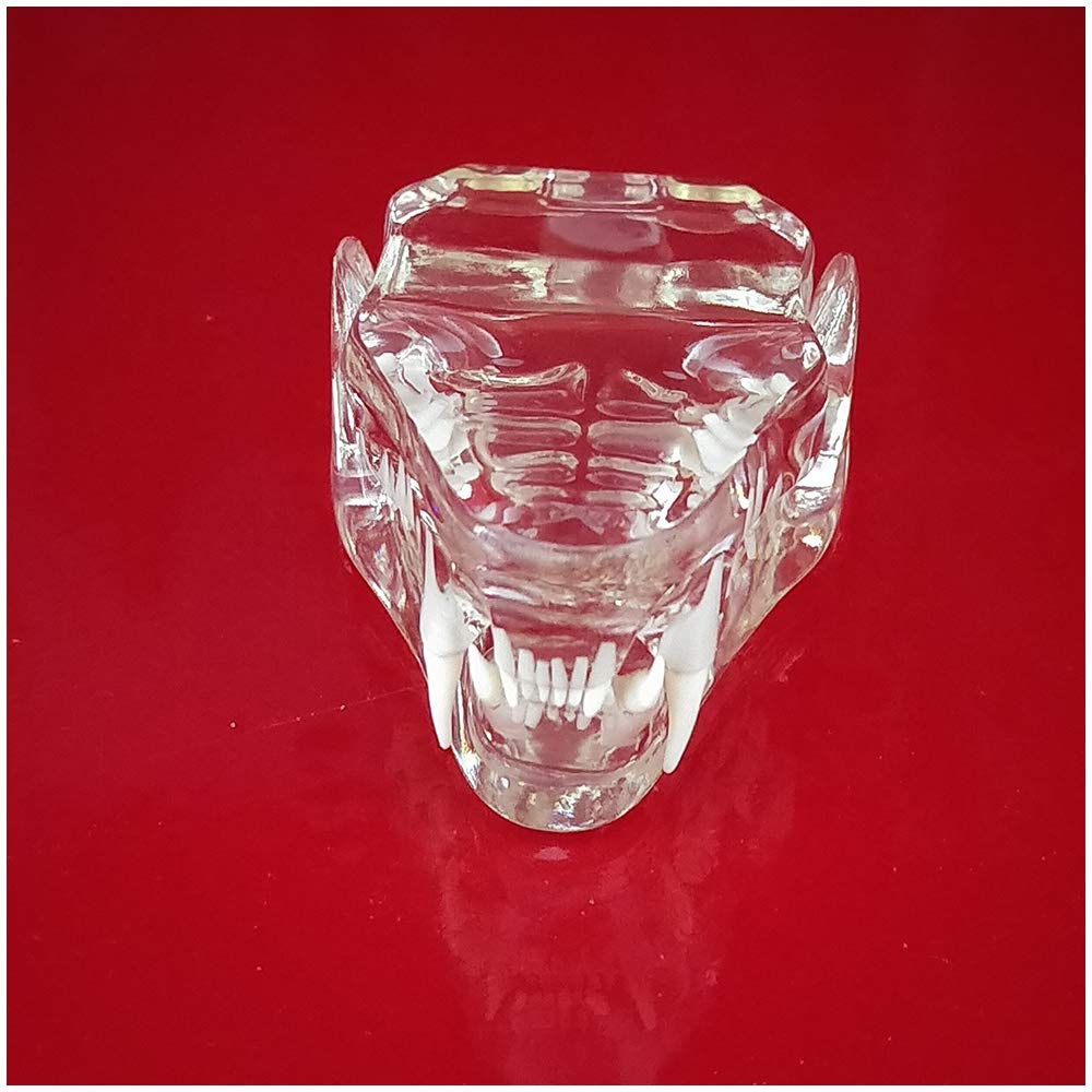 Modello di denti di gatto – modello trasparente per studio veterinario display insegnamento, forniture di laboratorio – Modello anatomico medico di denti di gatto